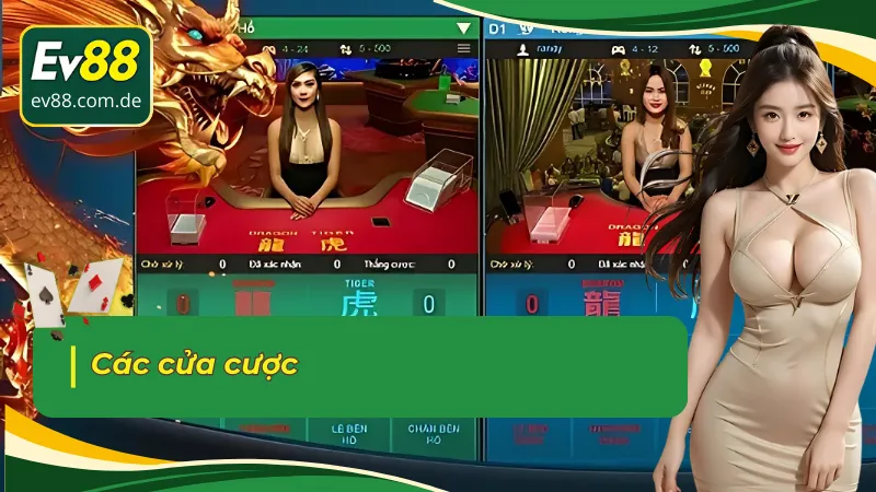 Các cửa cược cho rồng hổ